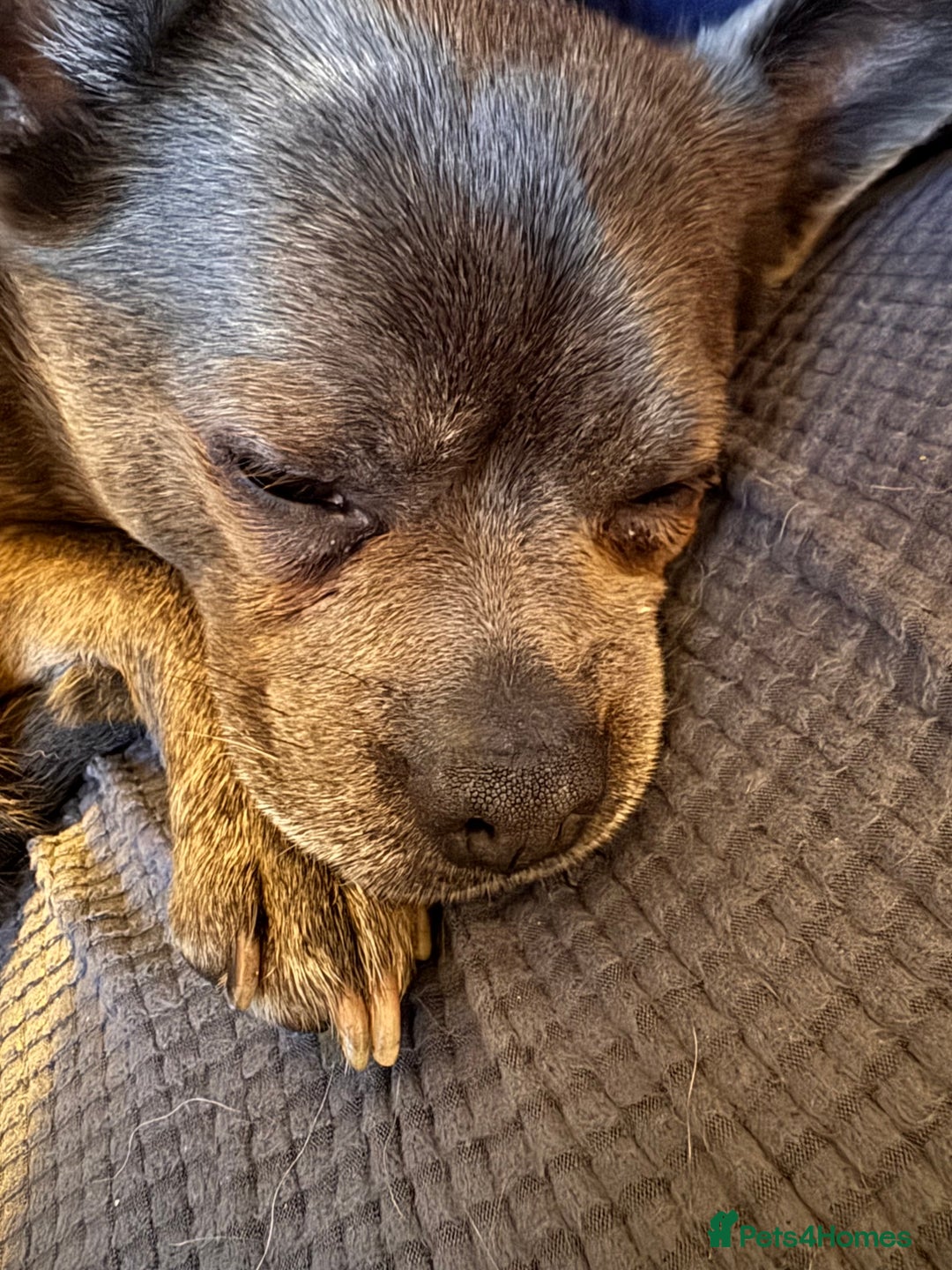 Mixed Breed dogs for sale: Ronnie  - Advert 32