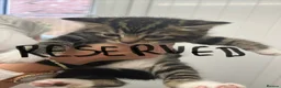 Norwegian Forest Cat cats for sale: Three beautiful kittens-ready 29. March - Advert 3