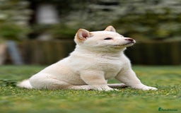 Japanese Shiba Inu dogs for sale: Beautiful Cream Shiba Inu boy for sale  - Image 17