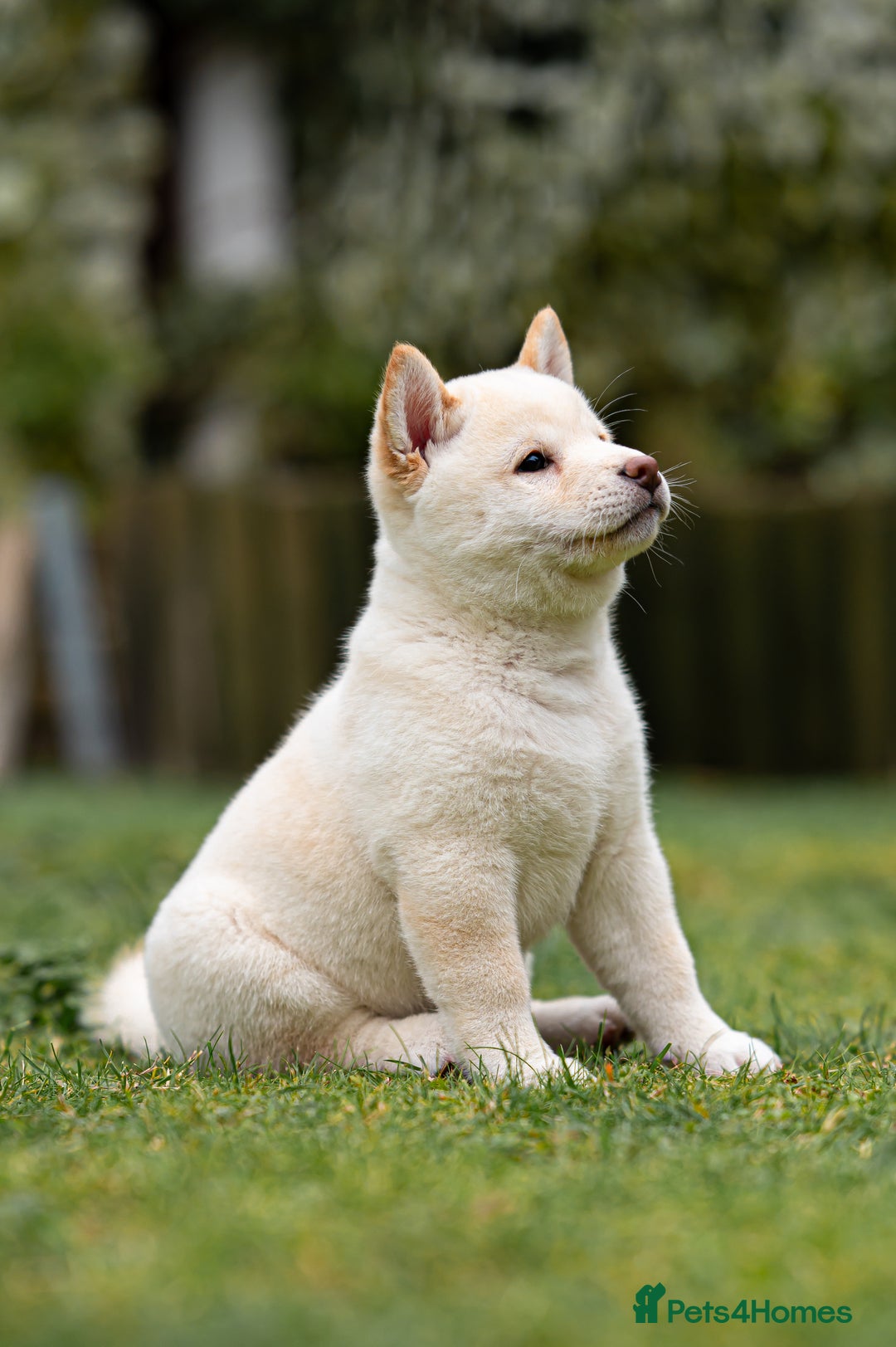 Japanese Shiba Inu dogs for sale: Beautiful Cream Shiba Inu boy for sale  - Image 17