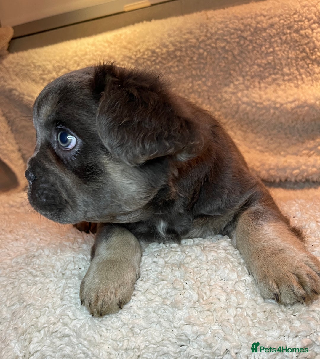 French Bulldog dogs for sale: Beautiful Fluffy Frenchie Pups - Advert 4