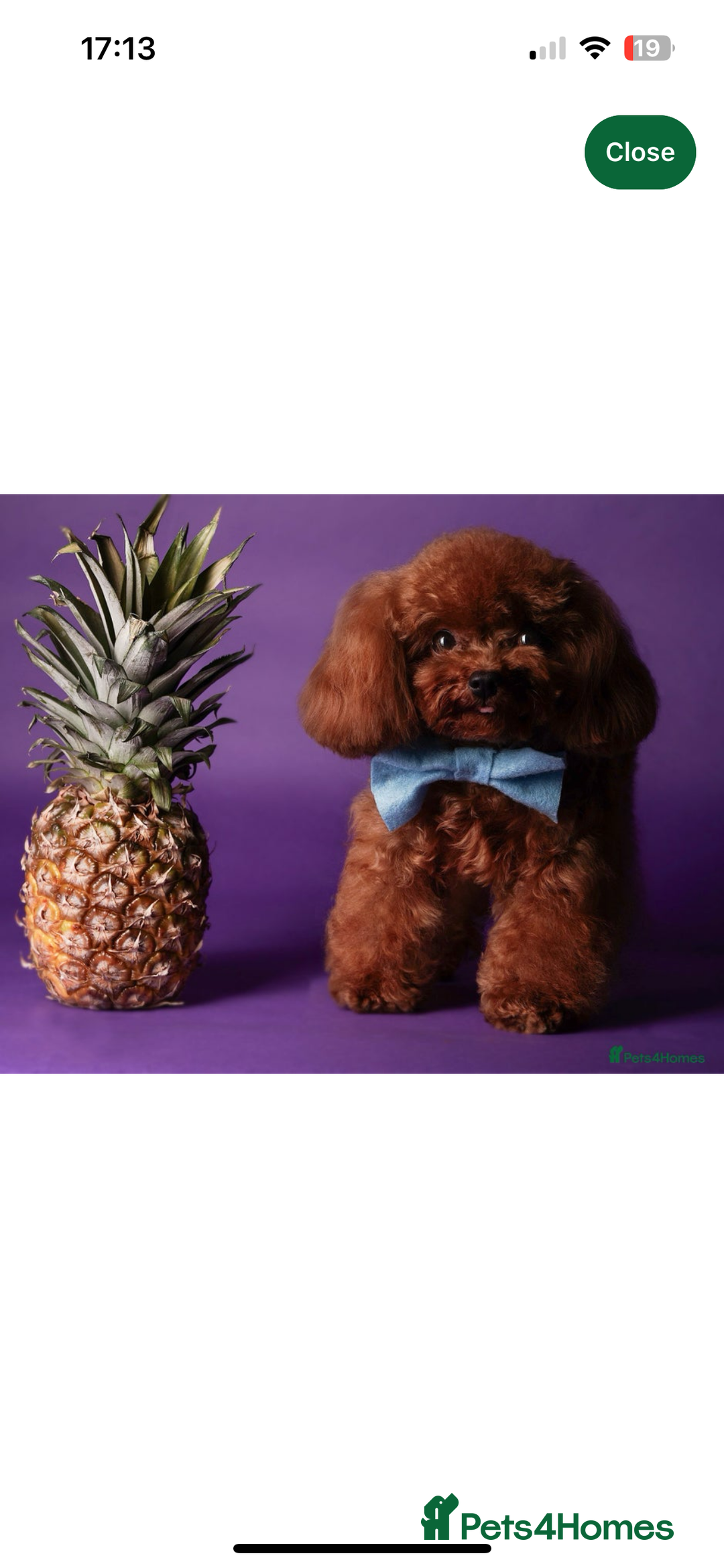 Toy Poodle dogs for sale: 5* Champion Bloodline  Asian Toy Poodles - Advert 12