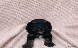 Cockapoo dogs for sale: Miniature cockapoos - Image 13