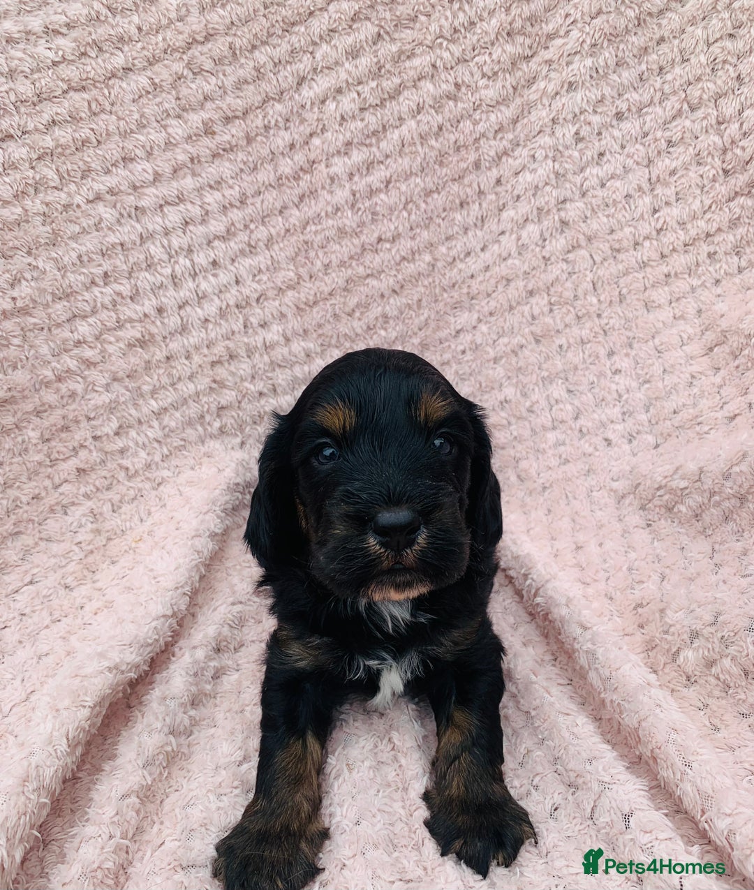 Cockapoo dogs for sale: Miniature cockapoos - Image 13
