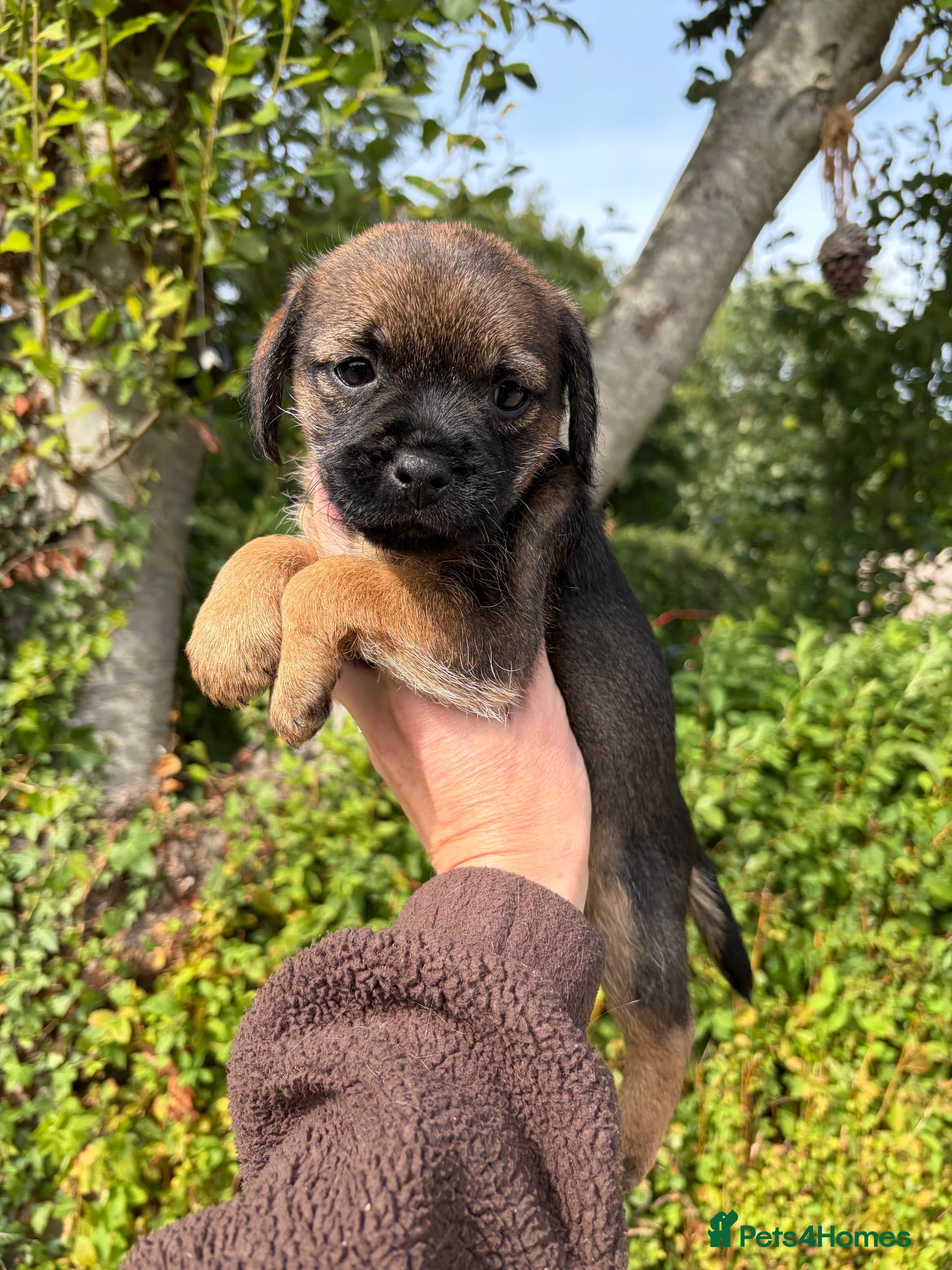 Border Terrier dogs ⭐ KC REG SLEM CLEAR BORDER TERRIER PUPPIES ⭐  - Advert 1