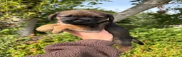 Border Terrier dogs for sale: ⭐ KC REG SLEM CLEAR BORDER TERRIER PUPPIES ⭐  - Advert 1