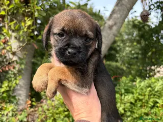 Border Terrier dogs ⭐ KC REG SLEM CLEAR BORDER TERRIER PUPPIES ⭐ - Advert 1