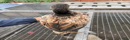 Hens poultry for sale: Brazillian hens - Advert 6