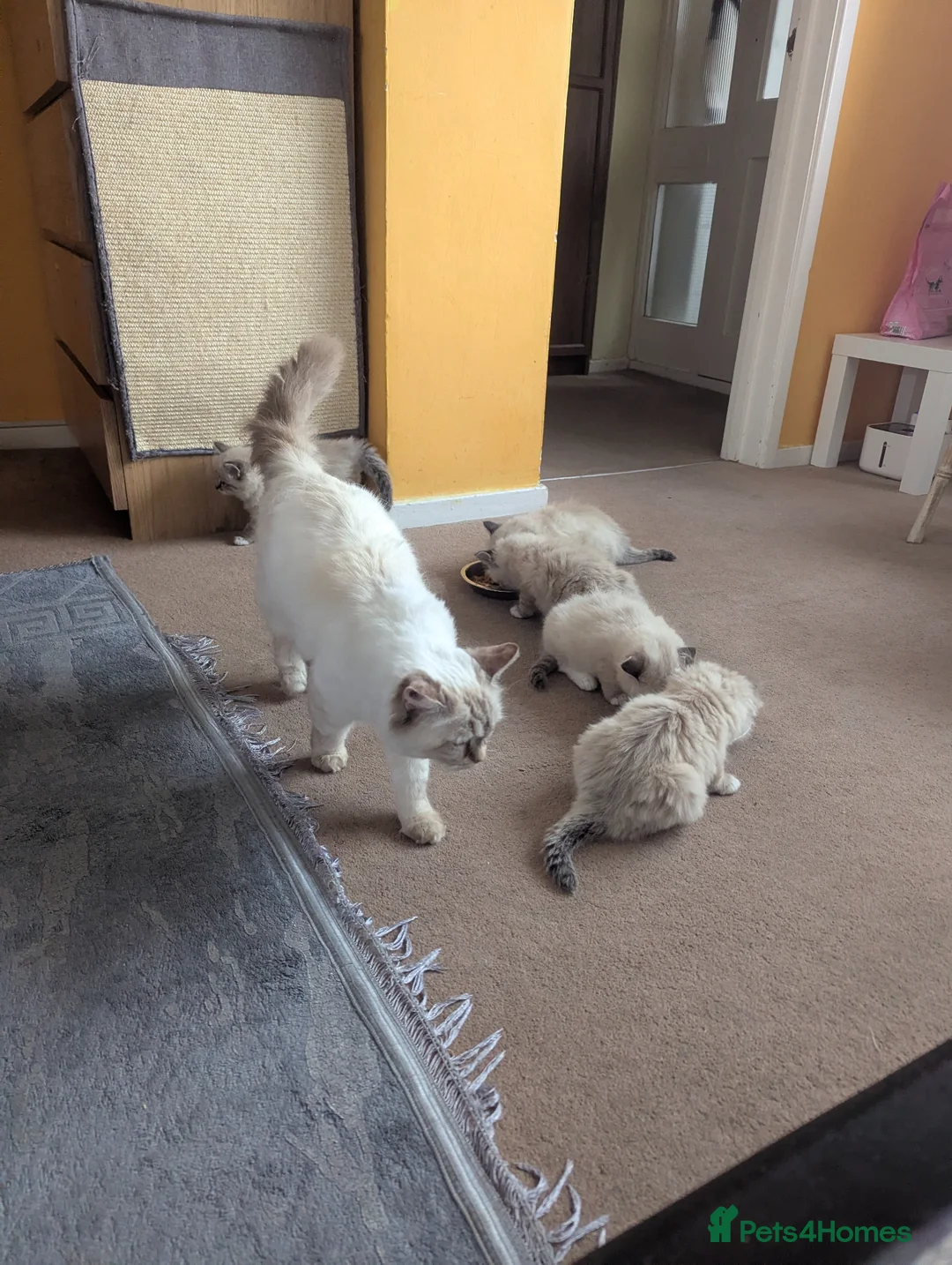 Ragdoll cats for sale: Fluffy Ragdoll Kittens - Advert 2