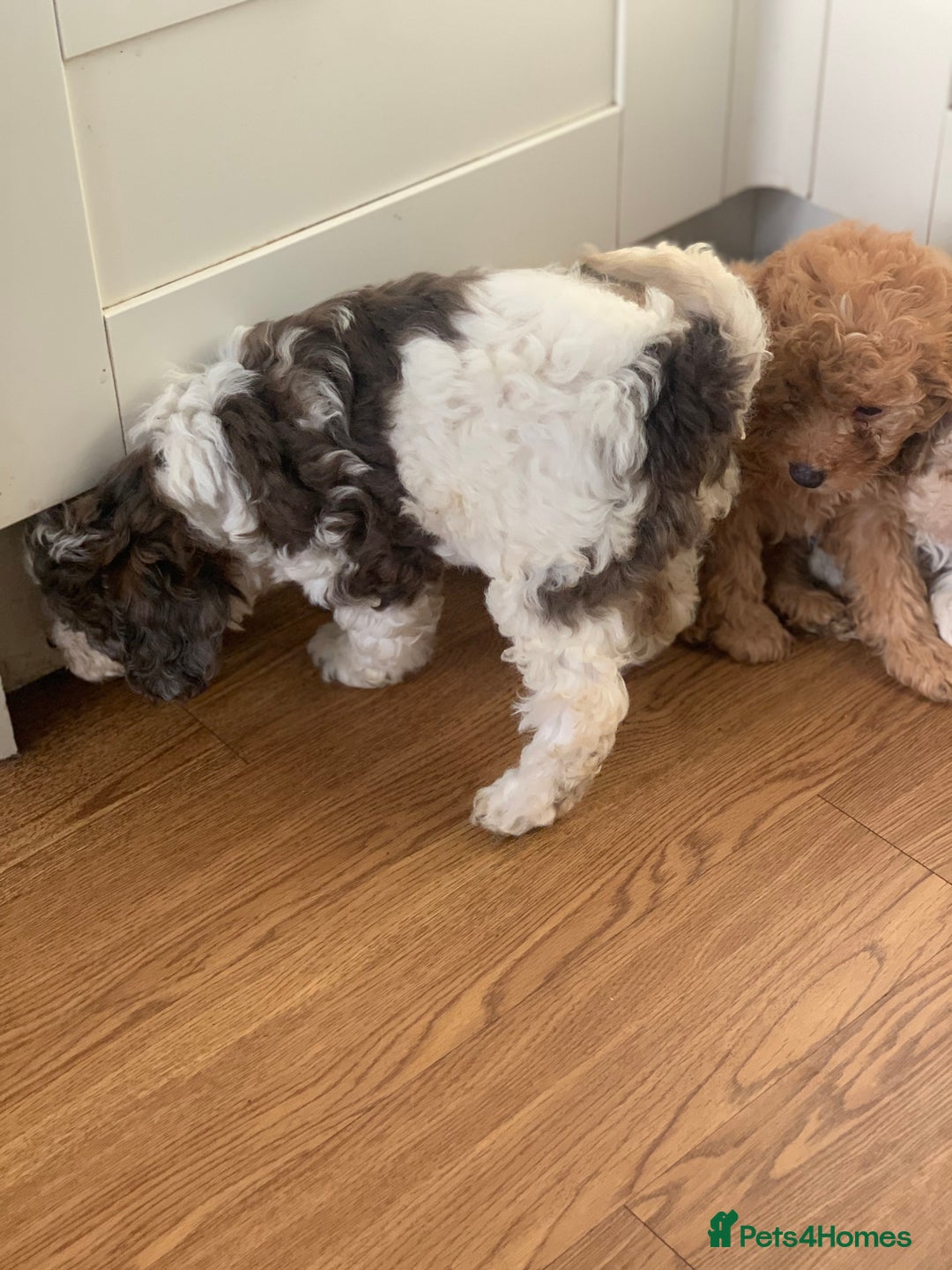 Cavapoo dogs for sale: Beautiful F2 cavapoo girls  - Advert 6
