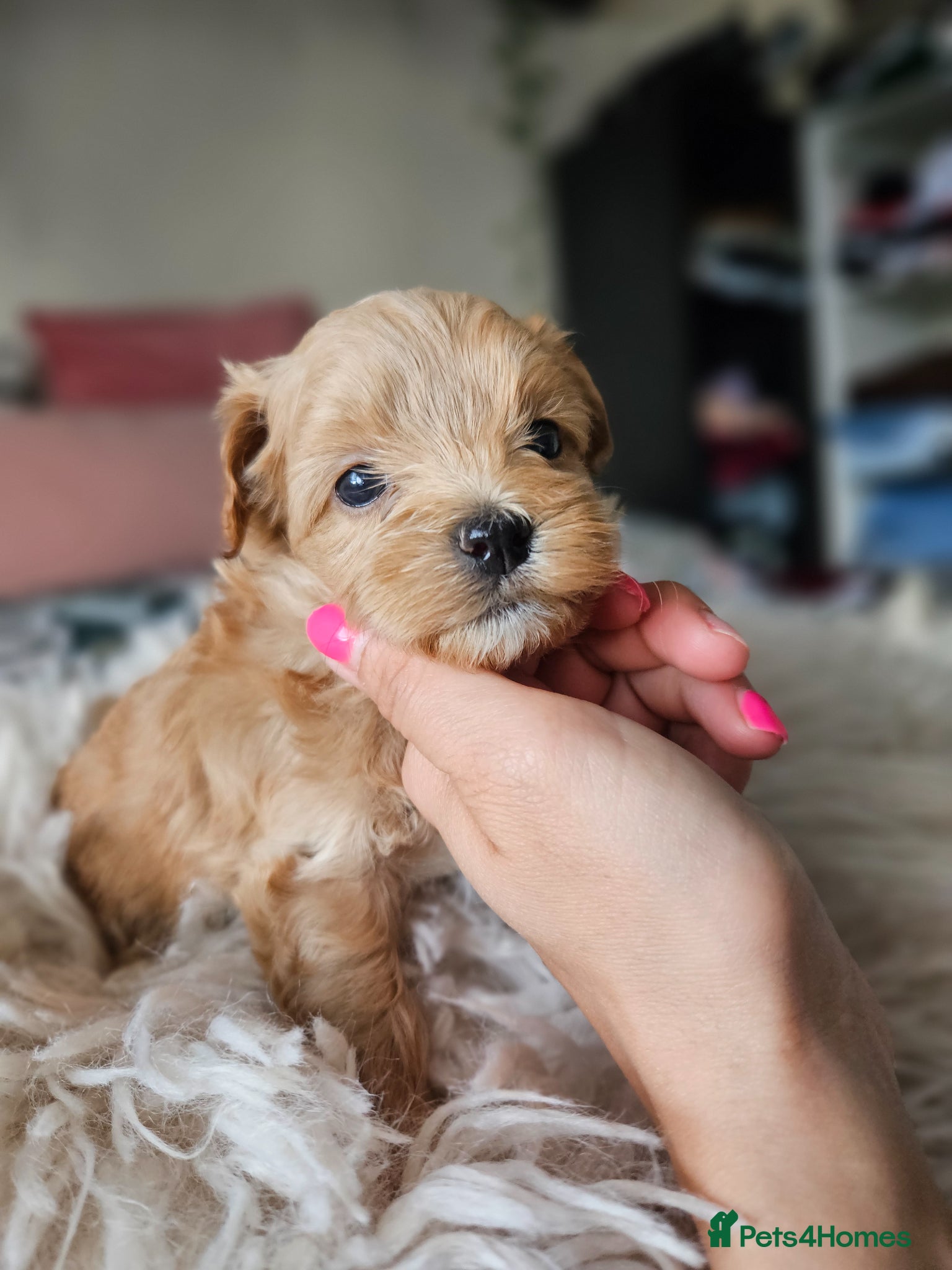 Maltipoo dogs for sale: Cute Small Maltipoos F1  - Advert 13