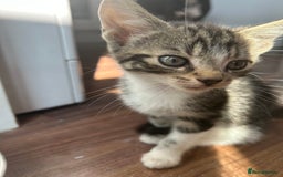Mixed Breed cats for sale: Kittens for sale - Image 4