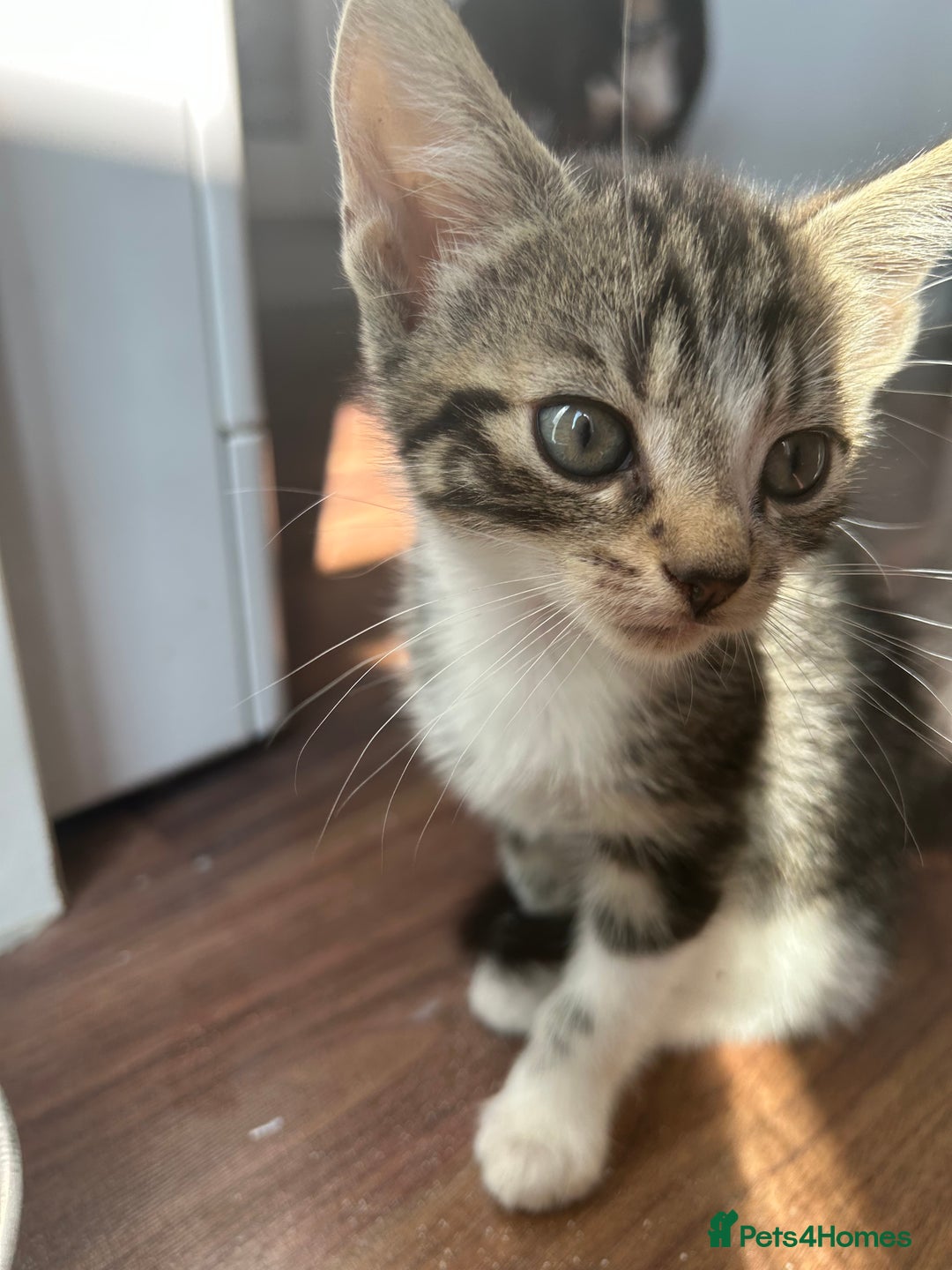 Mixed Breed cats for sale: Kittens for sale - Image 4