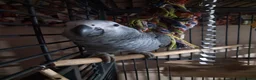 Parrots birds for sale: African grey parrot congo in Liverpool - Advert 3