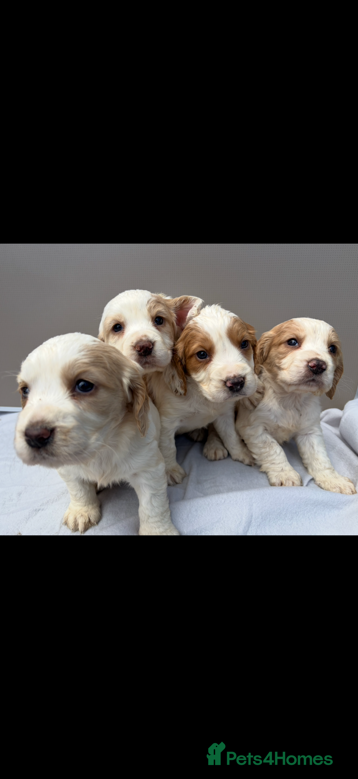 Cocker Spaniel dogs 4 beautiful cocker spaniel puppies  - Advert 16