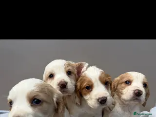 Cocker Spaniel dogs 4 beautiful cocker spaniel puppies - Advert 16