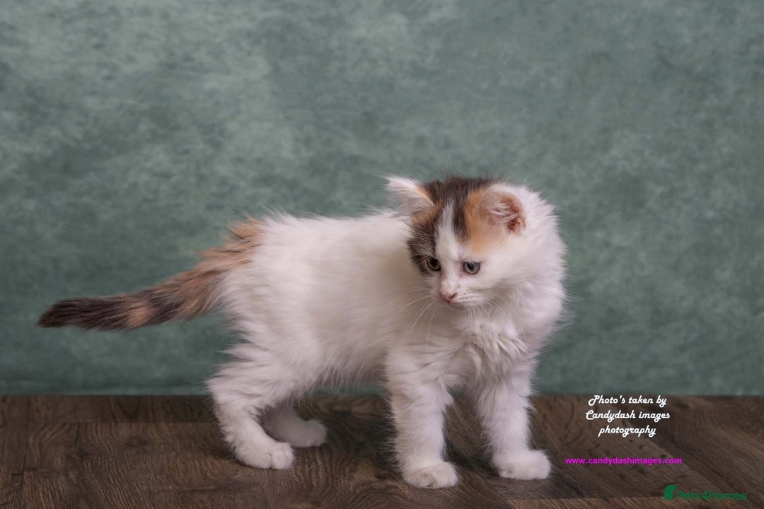 British Longhair cats for sale: ADORABLE DOG AND HOOVER PROOF KITTENS - Image 7