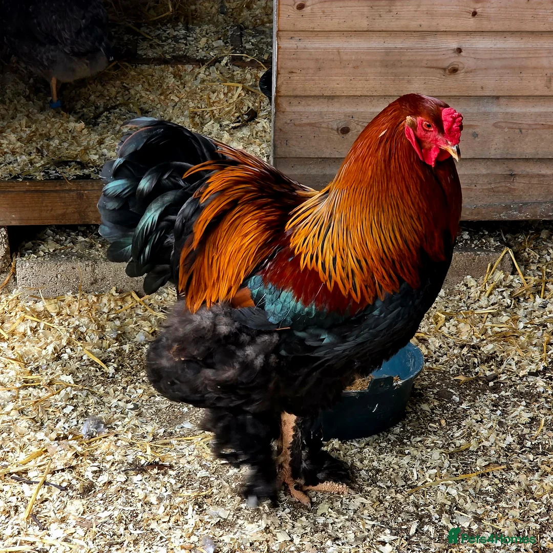 Chickens poultry for sale: Pure breed Partridge Brahma hatching eggs - Advert 2