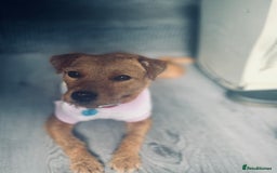 Patterdale Terrier dogs for sale: Patterdale terrier  - Image 2