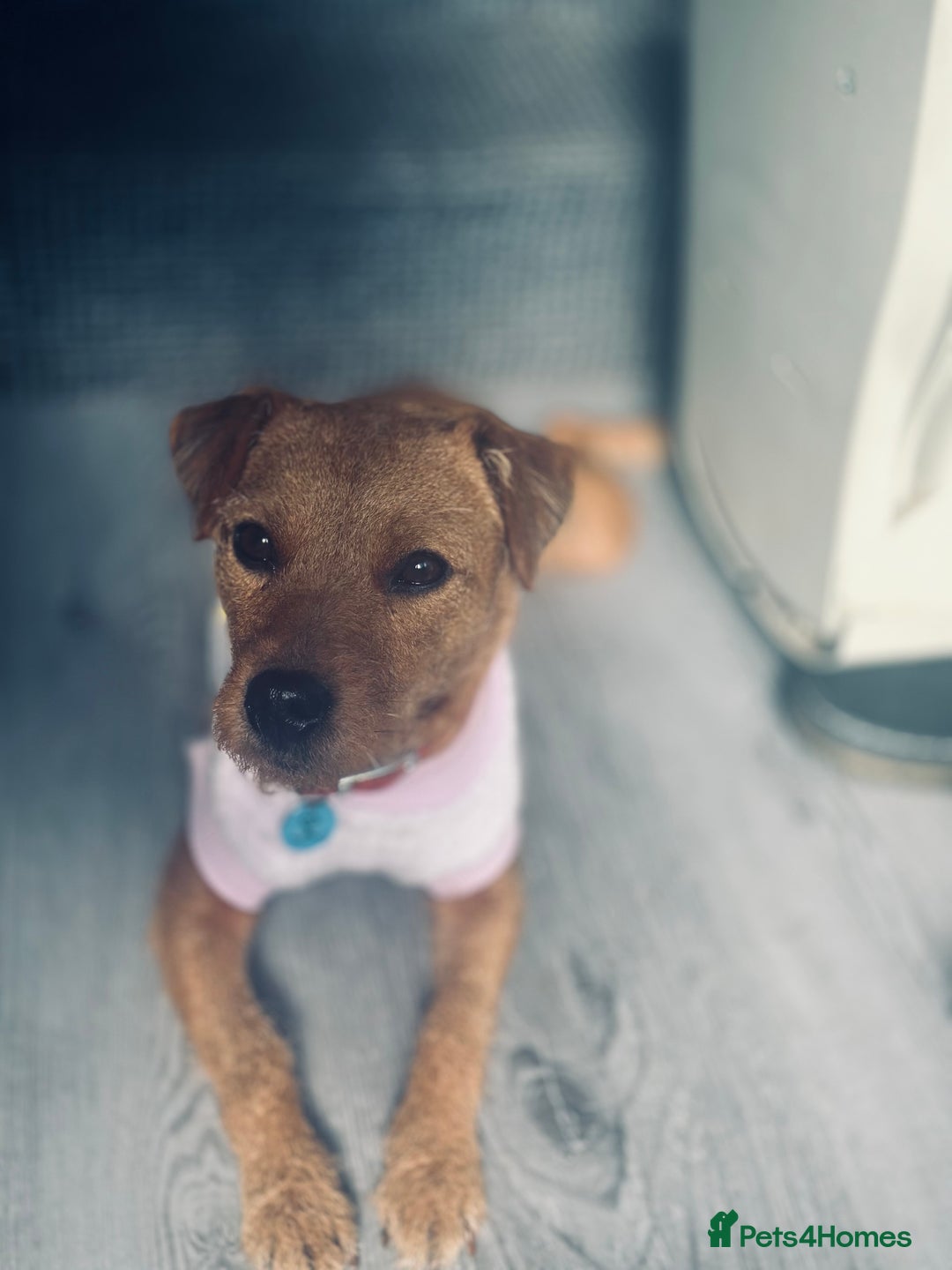 Patterdale Terrier dogs for sale: Patterdale terrier  - Image 2