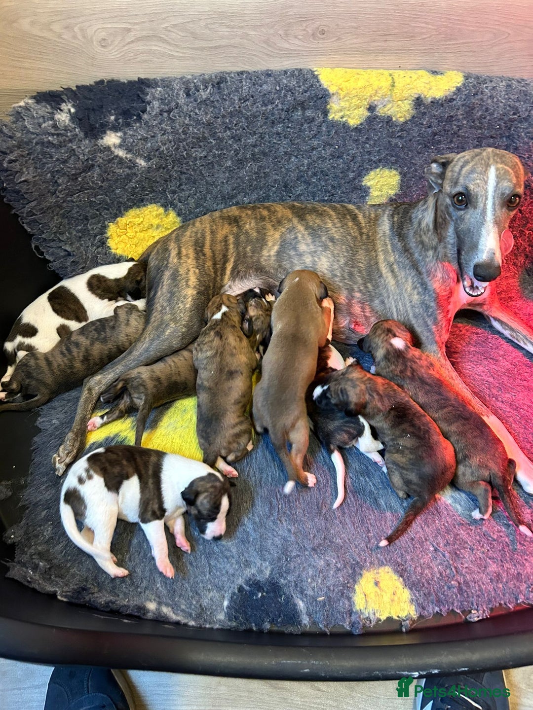 Whippet dogs for sale: Fabulous Whippet puppies  - Advert 4