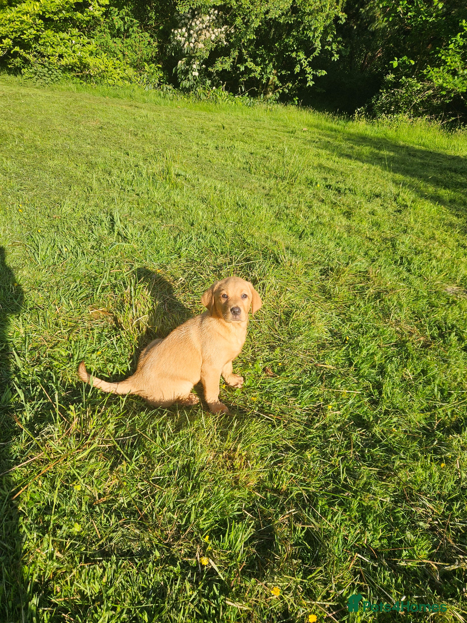 Labrador Retriever dogs Labrador puppies  - Advert 10
