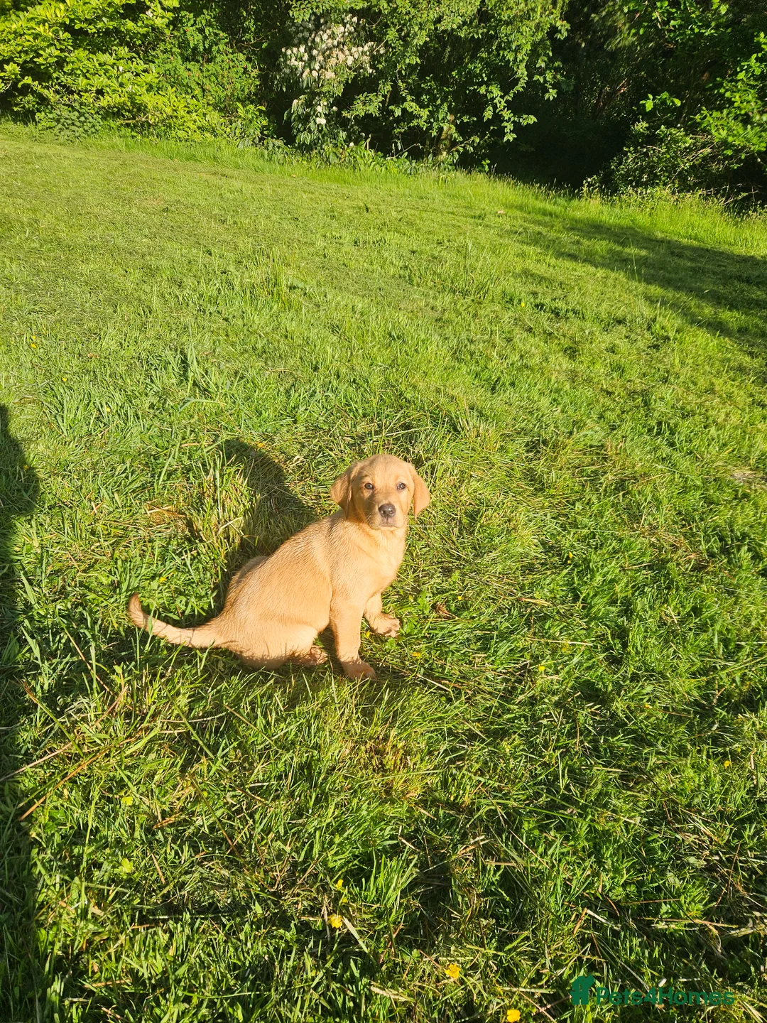 Labrador Retriever dogs for sale: Labrador puppies  - Advert 1