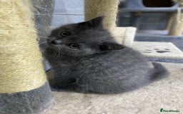 British Shorthair cats for sale: Stunning fluffy British short haired kittens  - Image 5