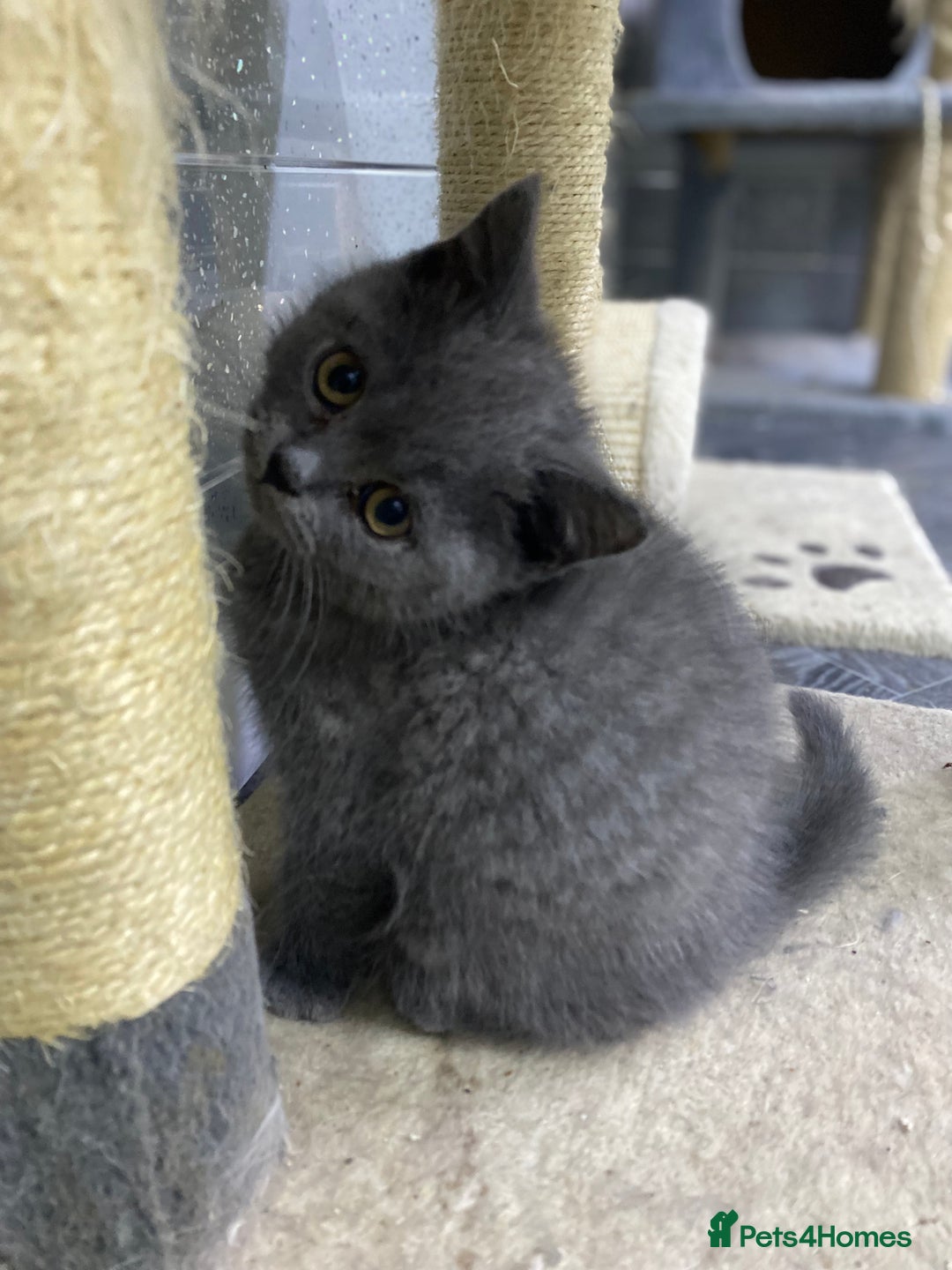 British Shorthair cats for sale: Stunning fluffy British short haired kittens  - Image 5