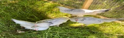 Chickens poultry for sale: Hybrid Hen Chickens For Sale Light Sussex Leghorn in Tonbridge - Advert 9