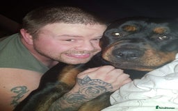 Rottweiler dogs for sale: Stunning rottweiler puppies  - Image 24