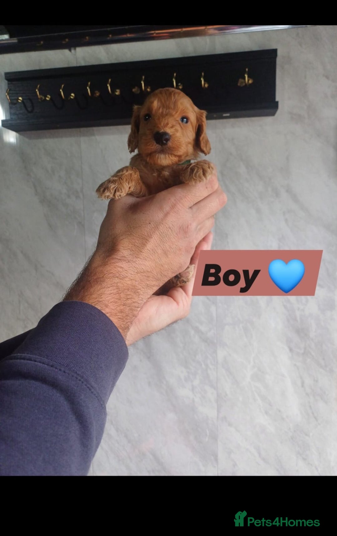 Cockapoo dogs for sale: Adorable Cockapoo’s - Image 4