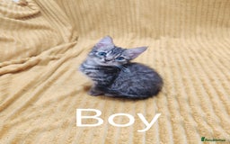 Mixed Breed cats for sale: TINY TABBY MALE KITTEN VIDEOS - Image 1