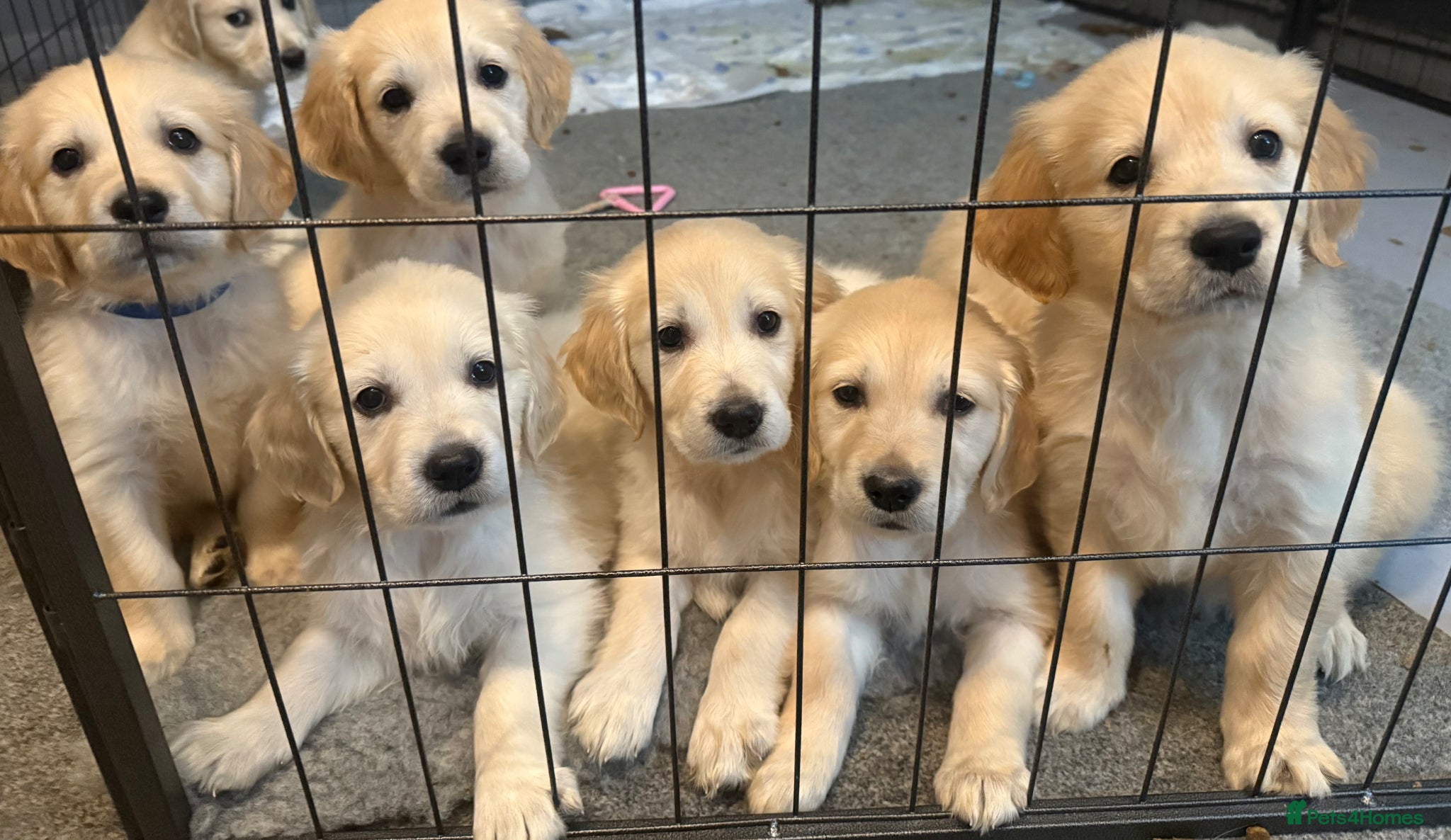 Golden Retriever dogs Stunning Litter of Golden Retriever Puppies 🤍 - Advert 16