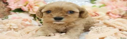 Cavapoo dogs for sale: Health Tested Cavapoos by Licensed Breeder - Advert 26