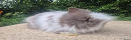 Angora rabbits for sale: ❤️STUNNING IMPORTED PARENTS- TEDDYDWERG BABIES❤️ - Advert 39