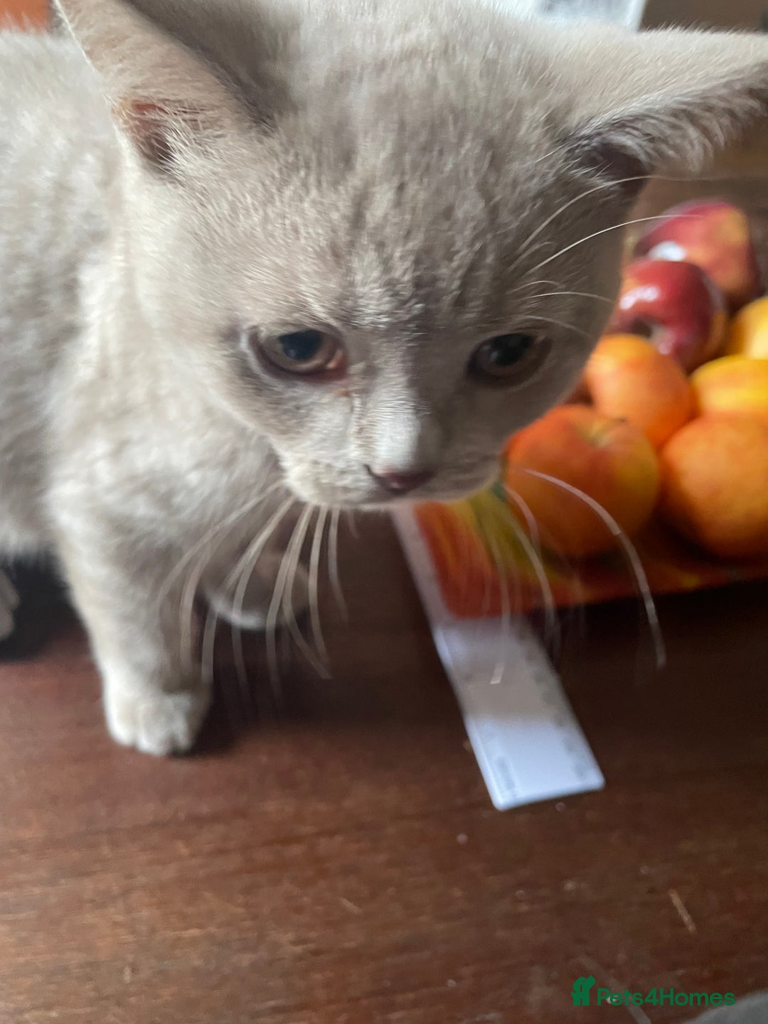 British Shorthair cats for sale: Beautiful British blue Kittens in Sheffield - Image 15