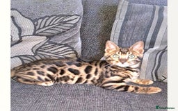 Bengal cats for sale: Bengal Kittens Tica Registered  - Image 16