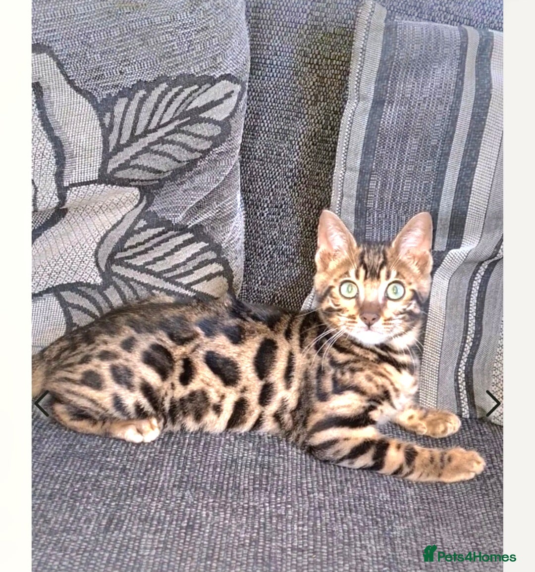 Bengal cats for sale: Bengal Kittens Tica Registered  - Image 16