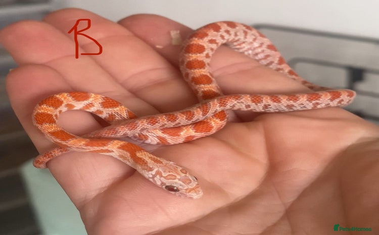 Corn Snake reptiles - Advert 2