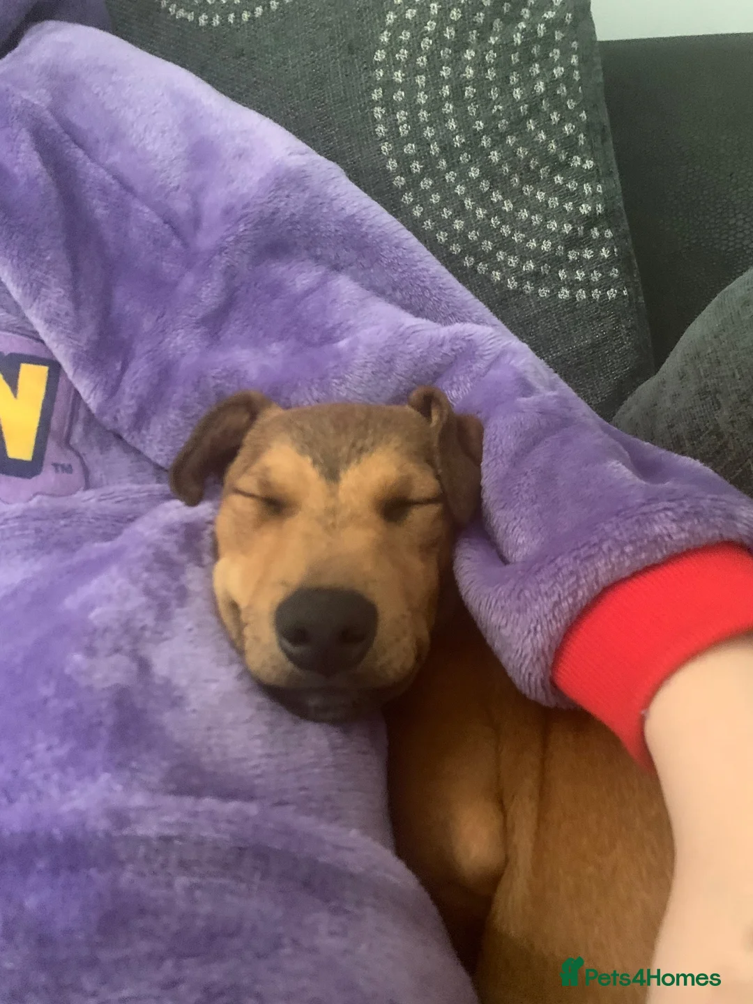 Mixed Breed dogs for sale: Puppy jack Russell x Plummer  - Advert 3