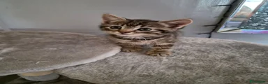 British Shorthair 5