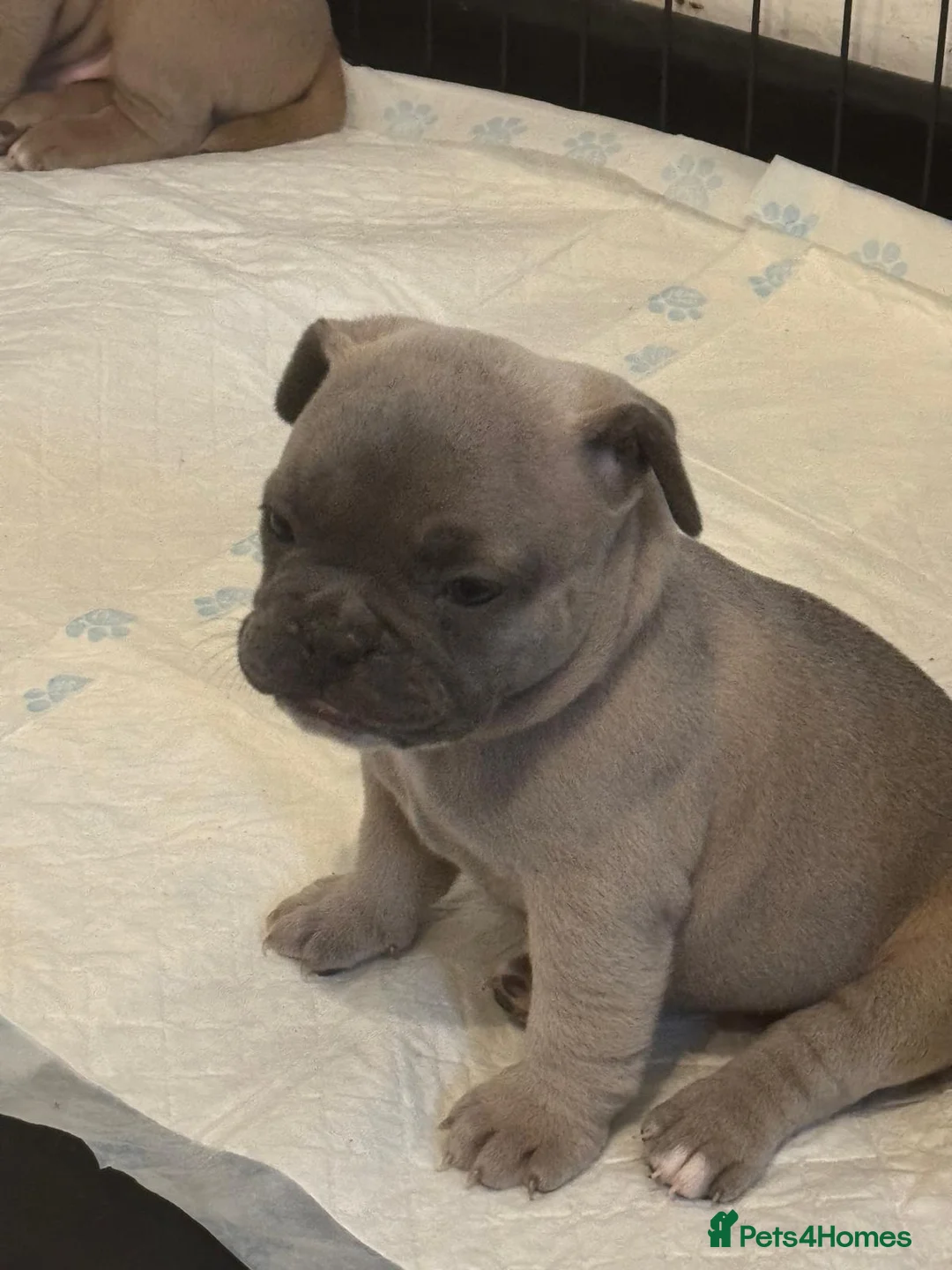 Mixed Breed dogs for sale: Hybrid old tyme bulldog/french  - Advert 2