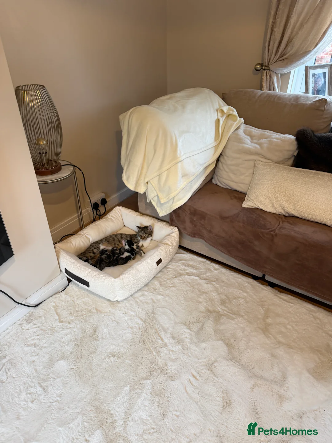 Mixed Breed cats for sale: Beautiful bengal/tabby  in Cheltenham - Advert 2