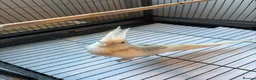 Cockatiels birds for sale: BEAUTIFUL RARE COCKTIEL FOR SALE!! - Advert 7