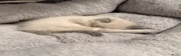 Ragdoll cats for sale: Last little girl - Advert 4