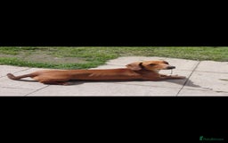 Dachshund dogs for sale: Dachshund  - Image 6