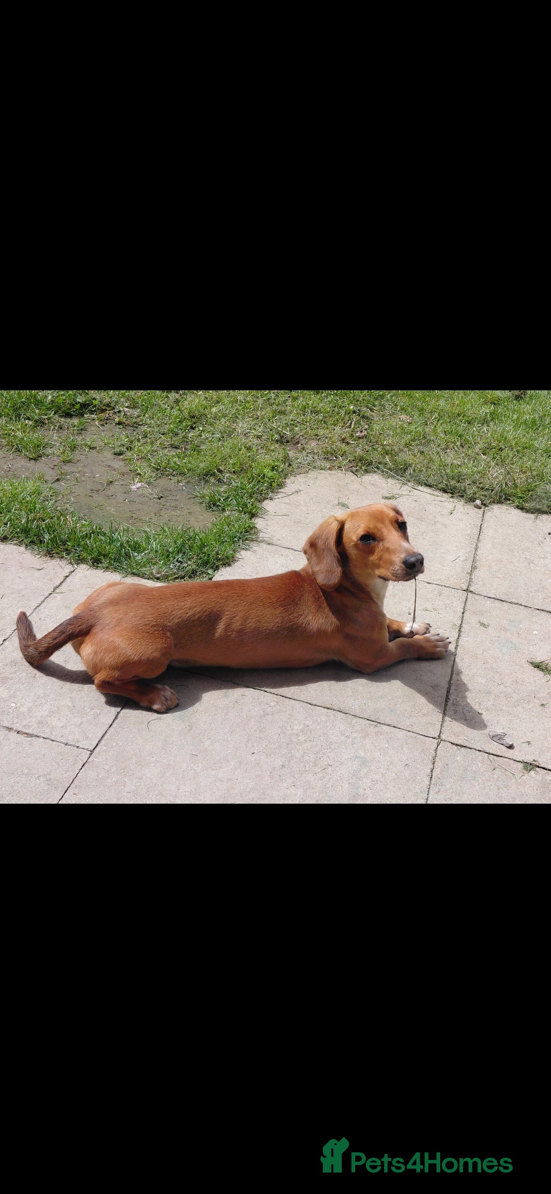 Dachshund dogs for sale: Dachshund  - Image 6
