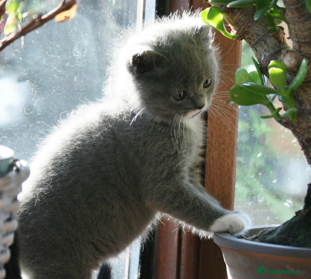 Exotic cats for sale: Exotic cross kittens - Advert 6