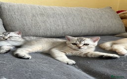 British Shorthair cats for sale: Stunning British Shorthair  - Image 19